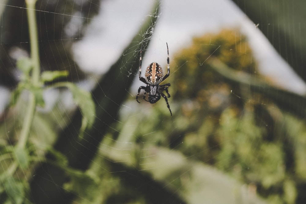 Black And White Spider On Web During Daytime Photo Free Animal
