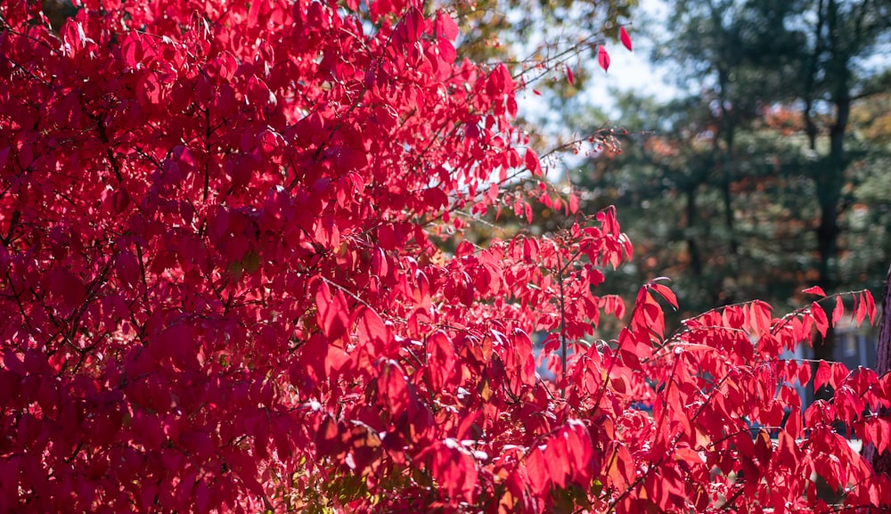 rote Blätter am Ast