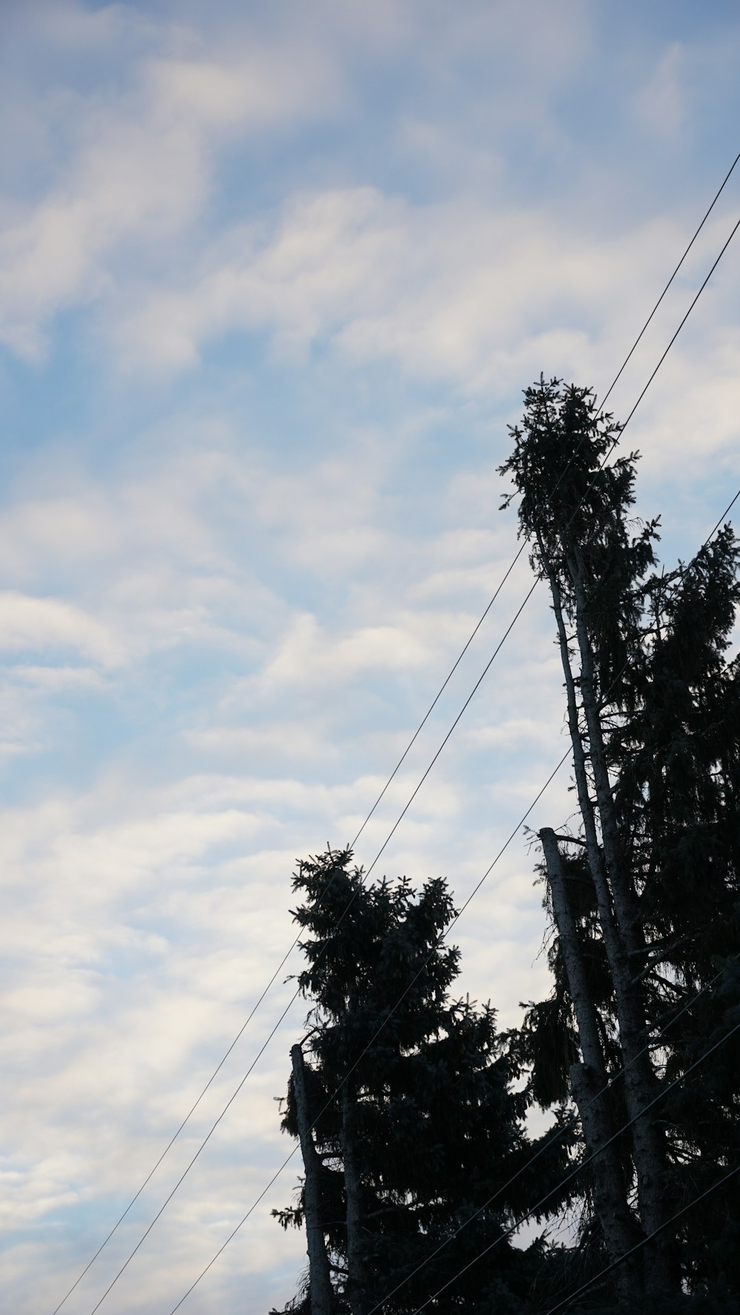 green tree under white clouds and blue sky during daytime