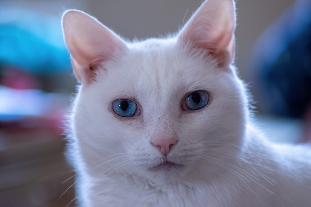 gato blanco con ojos azules