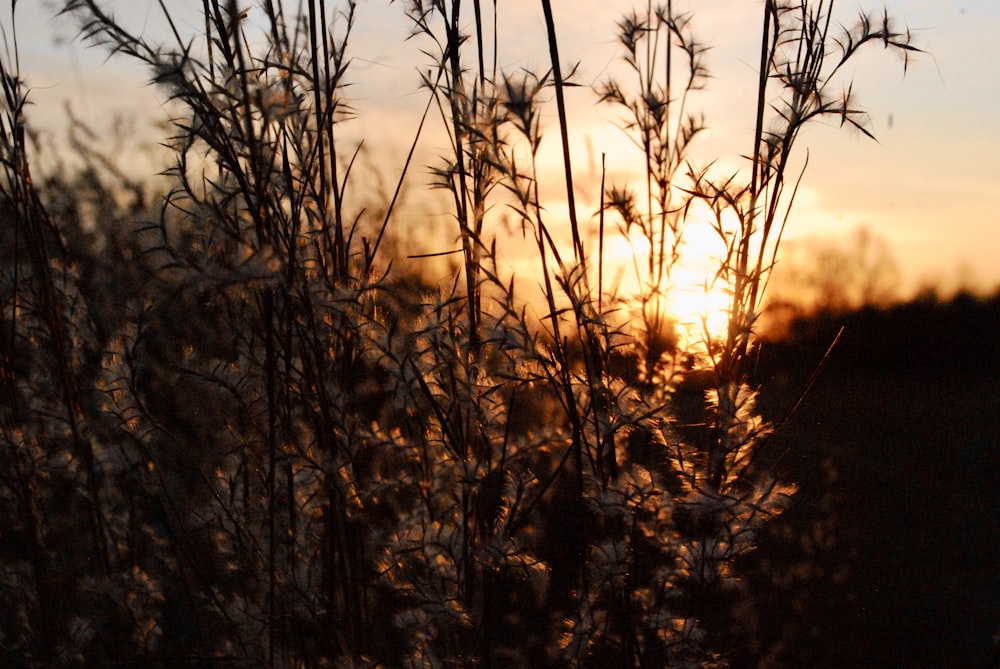 silhouette of plants during sunset