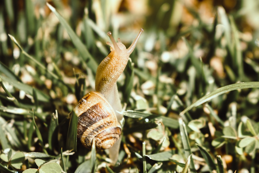 brown snail on green grass during daytime