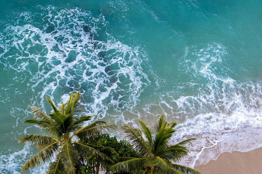 green palm tree on white sand beach