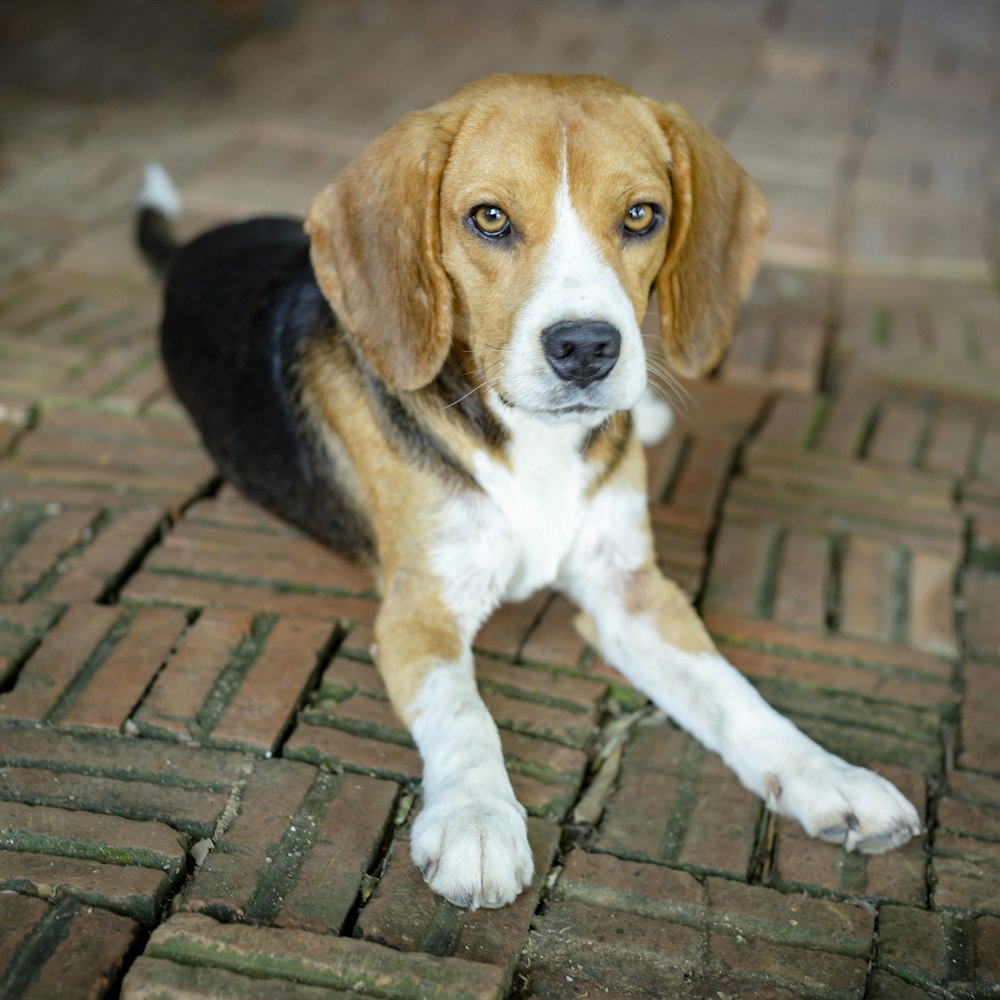 cucciolo di beagle tricolore su pavimento di mattoni