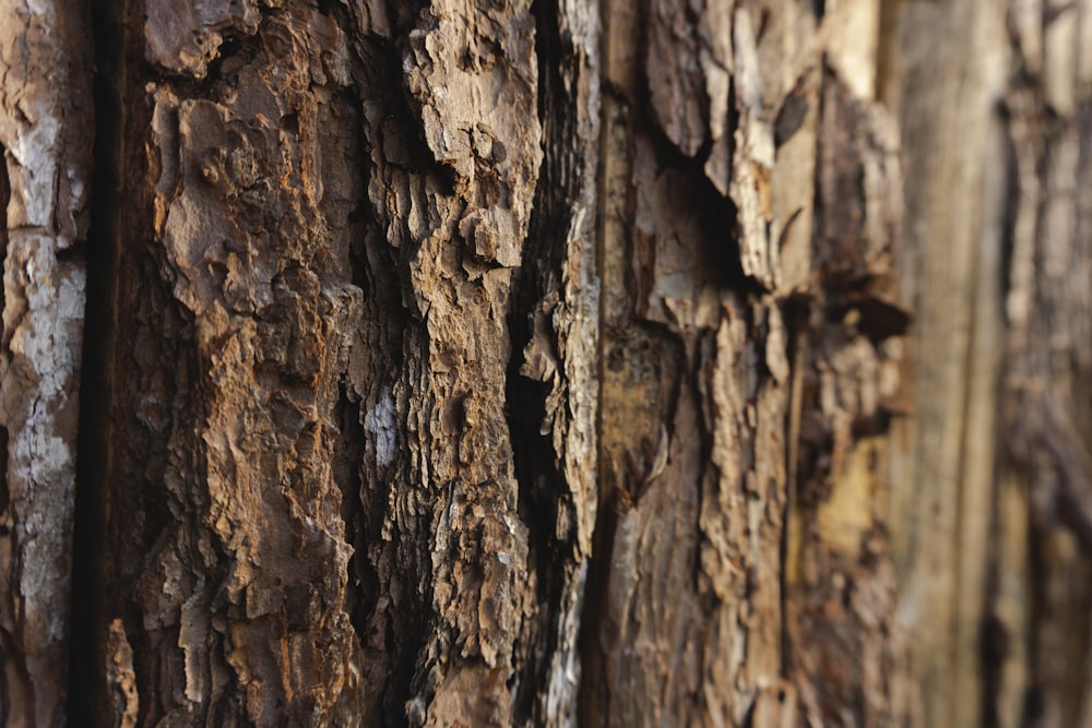 a close up of the bark of a tree