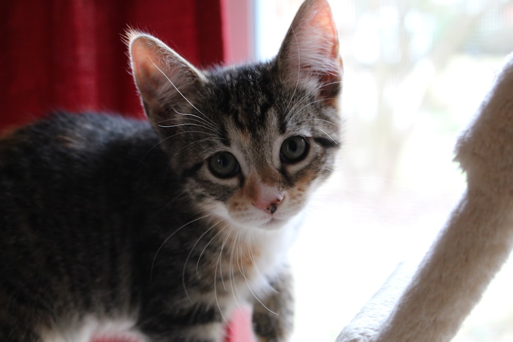 brown tabby cat on white textile