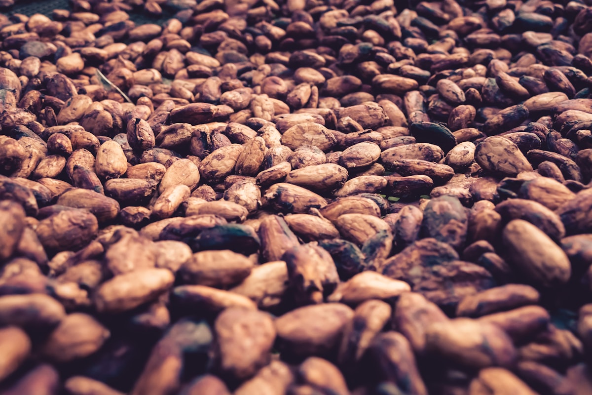 The Global Cocoa Crisis: Why Chocolate Costs More in 2025 and 2026