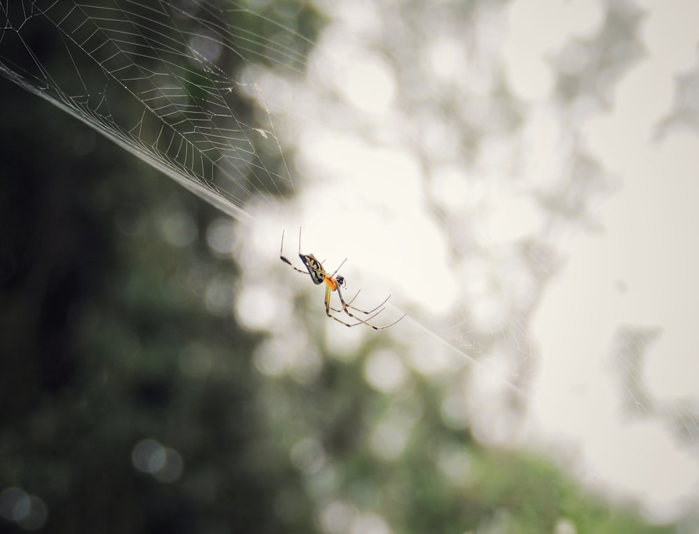 brown spider on web in close up photography during daytime