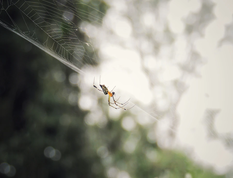 Spider with orange and black body sits on its web, displaying eight eyes clearly