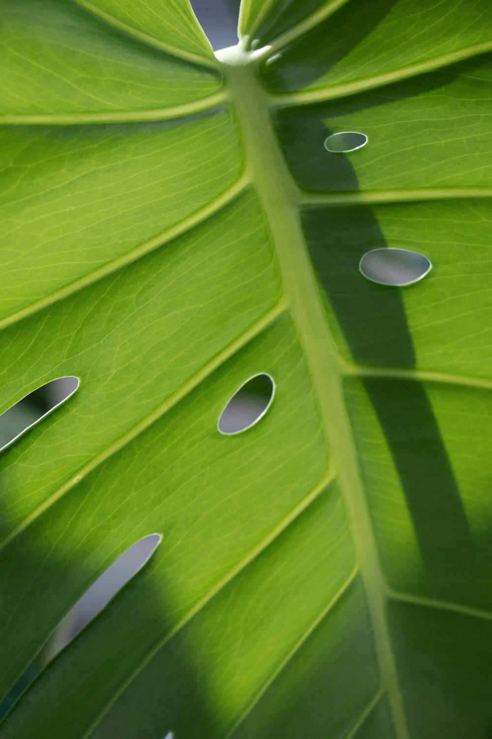 water droplets on green leaf