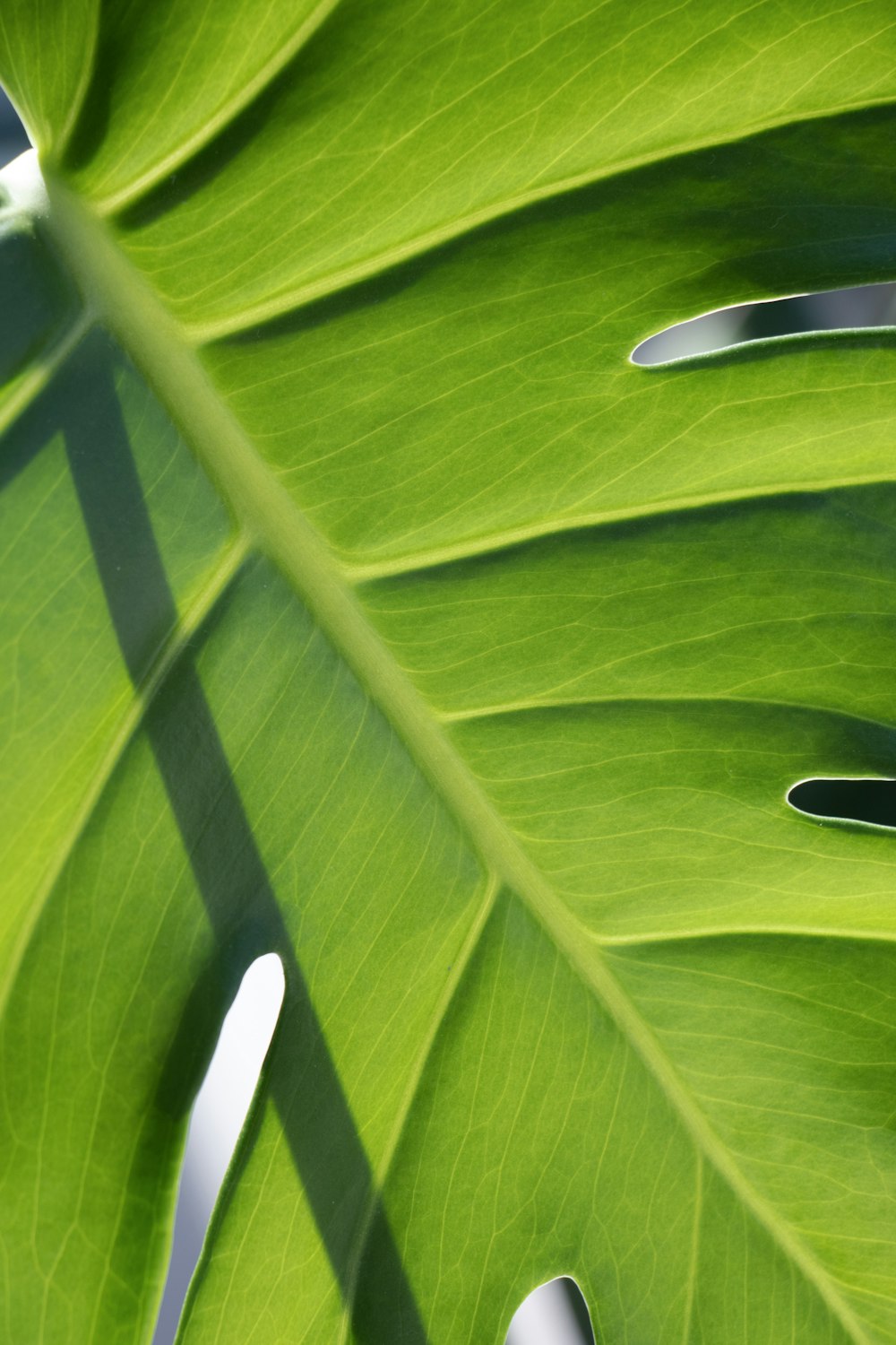 green leaf with water droplets