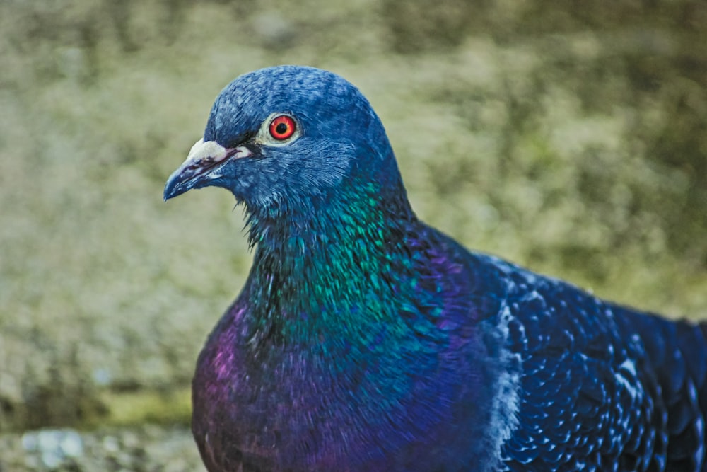 클로즈업 사진의 파란색과 검은색 새