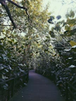 Pathway through dense greenery leading to the cabins, inviting for a mindful walk.