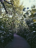 Elegant wooden pathway winding through a peaceful jungle estate at dawn.