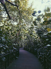 Pathway through dense greenery leading to the cabins, inviting for a mindful walk.