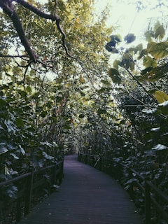 A serene wooden pathway leading through lush Amazon jungle foliage at dawn.