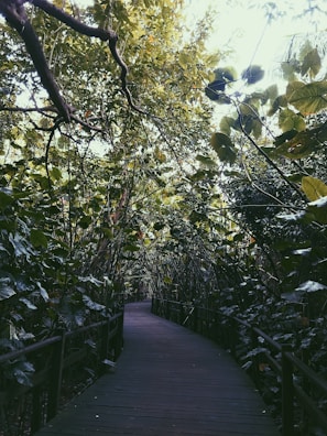 Elegant wooden pathway winding through a peaceful jungle estate at dawn.