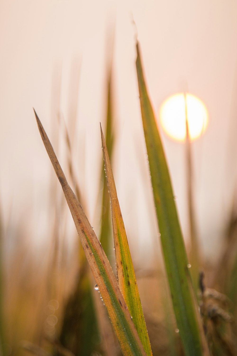 green grass in close up photography