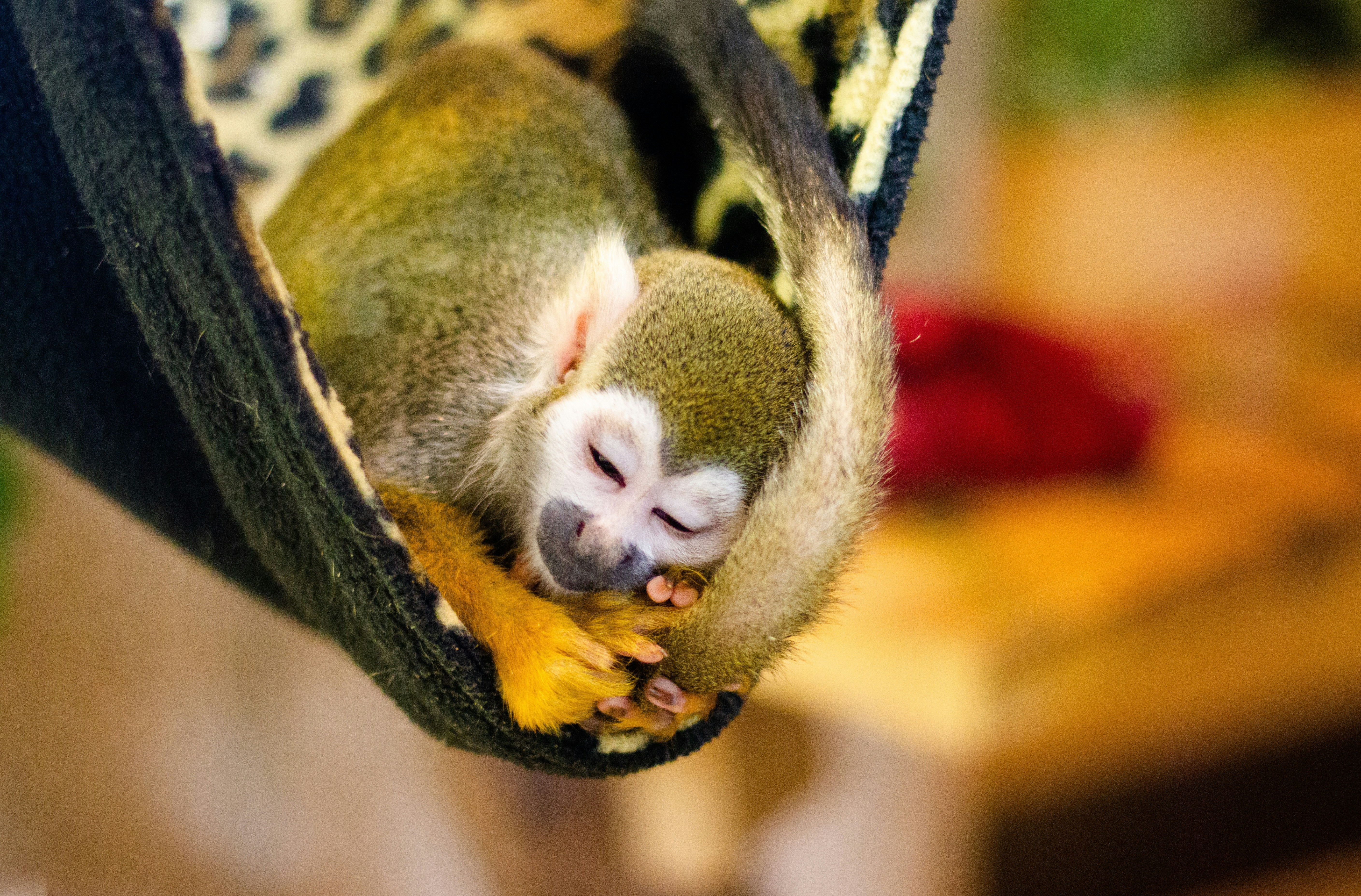 Brauner und schwarzer Affe auf braunem Ast