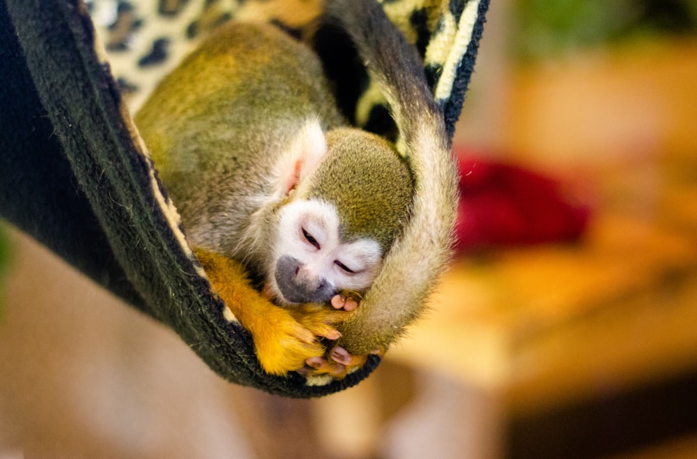 brown and black monkey on brown tree branch