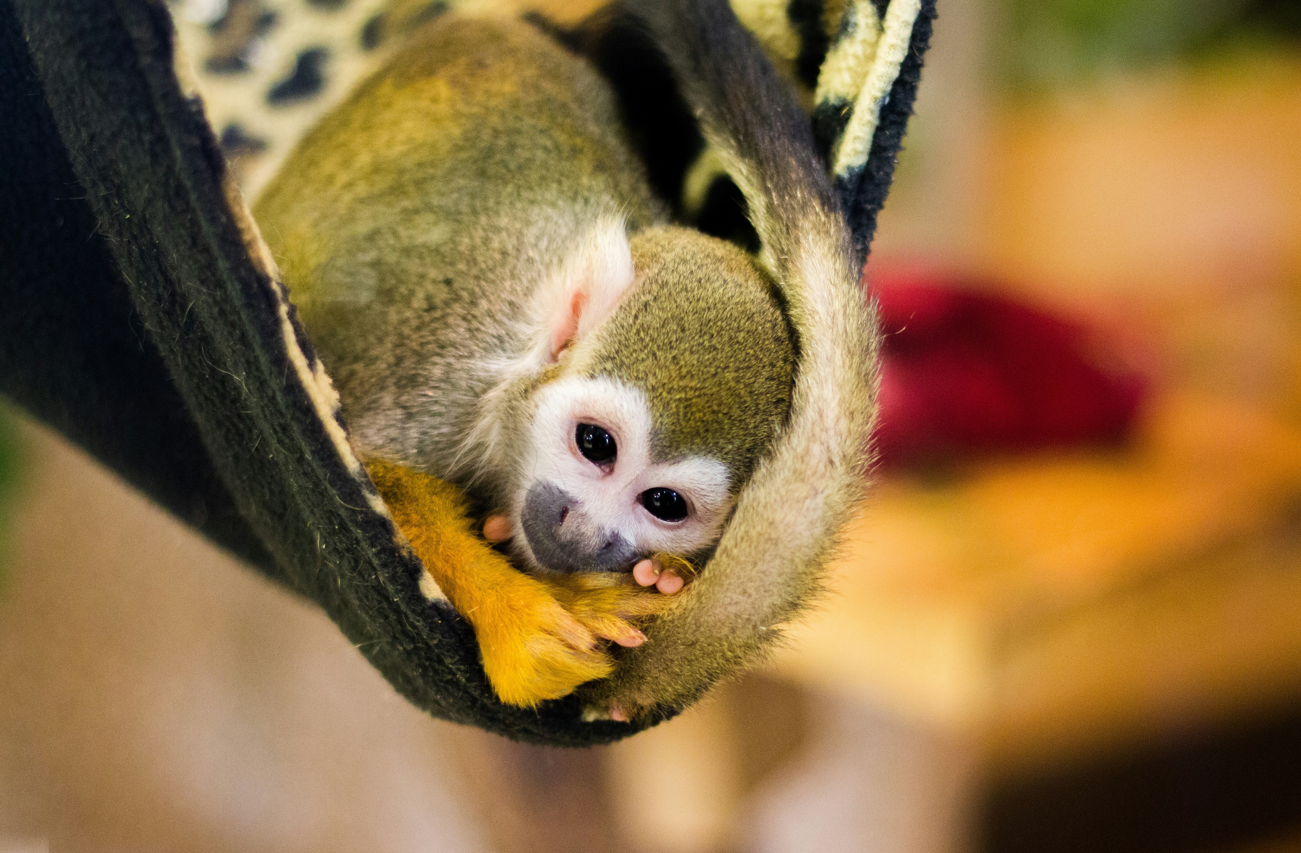 Brauner und schwarzer Affe auf braunem und schwarzem Leopardenprint Textil