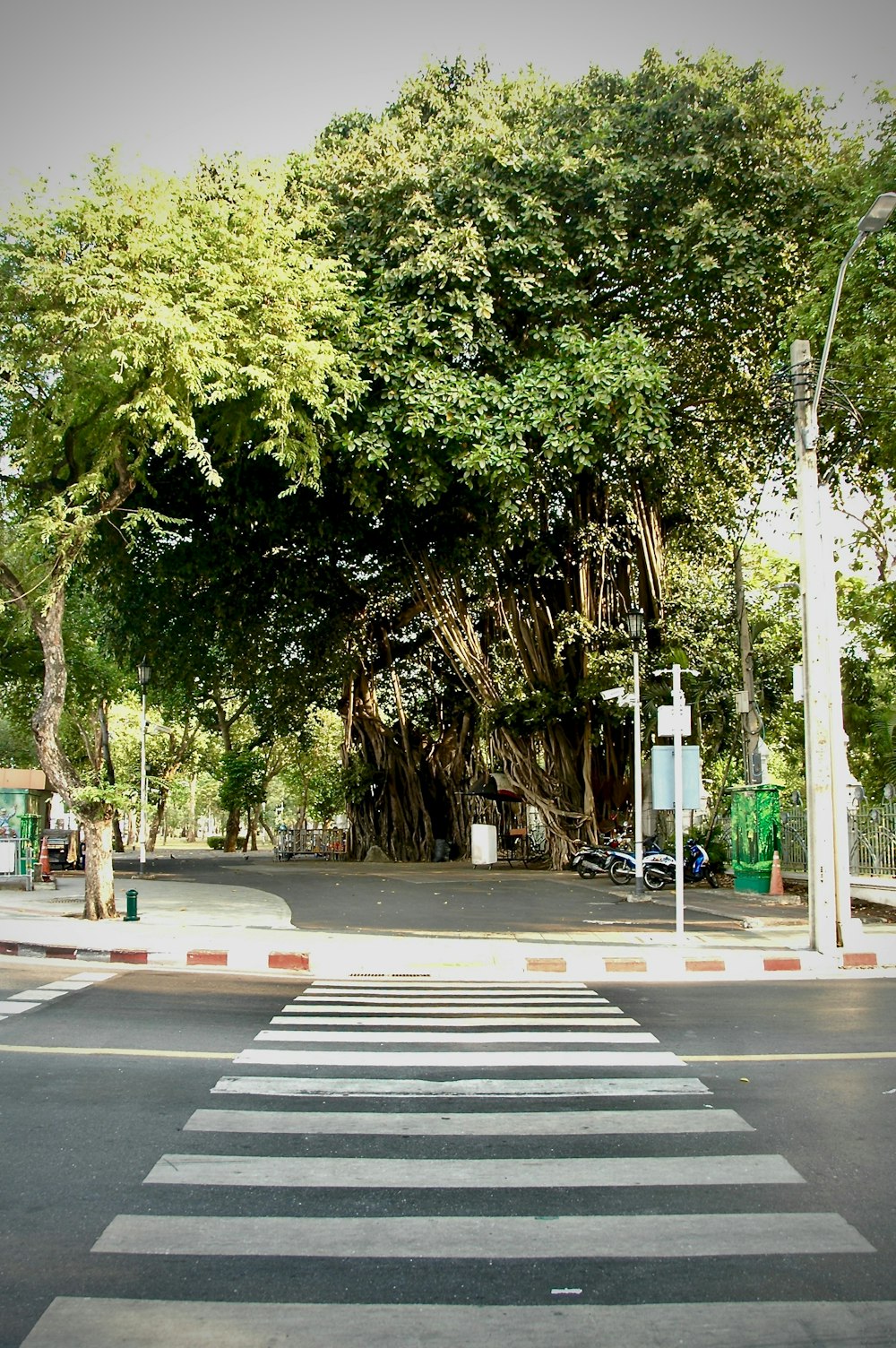 green trees beside pedestrian lane during daytime