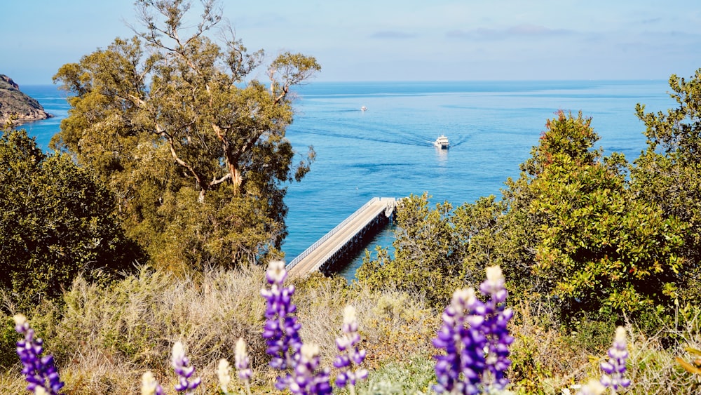 purple flowers near body of water during daytime