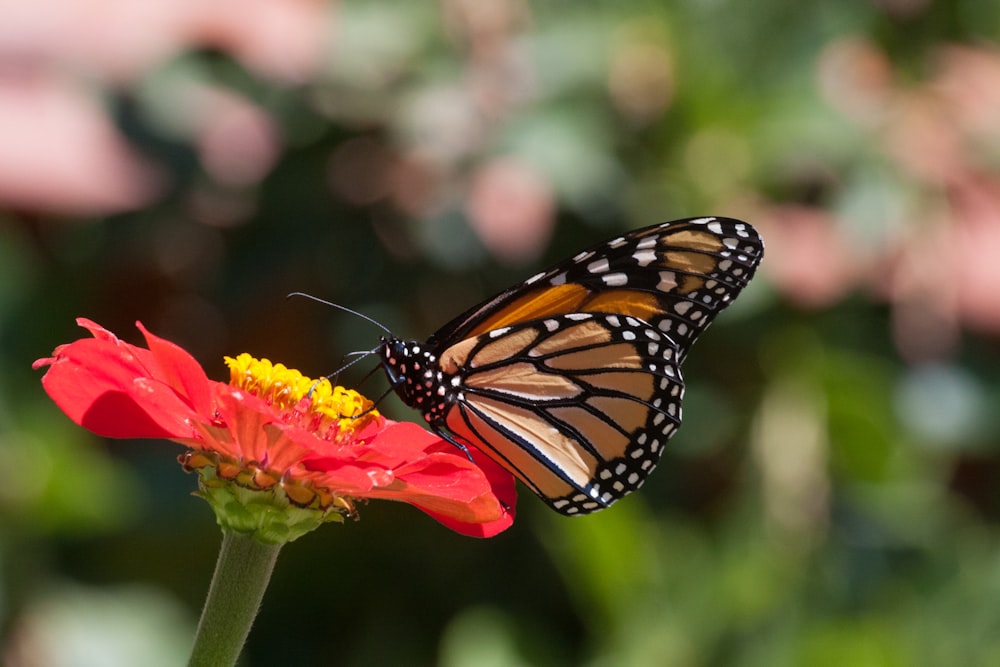 monarch butterfly perched on orange flower in close up photography during daytime