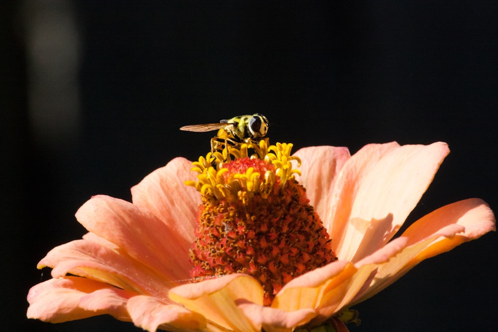 black and yellow bee on yellow and pink flower
