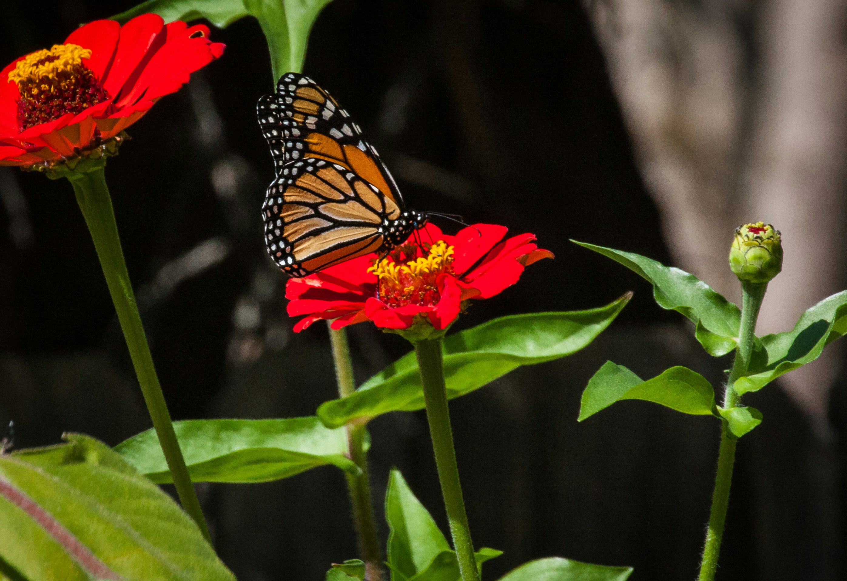 Photo by kmacgregorart