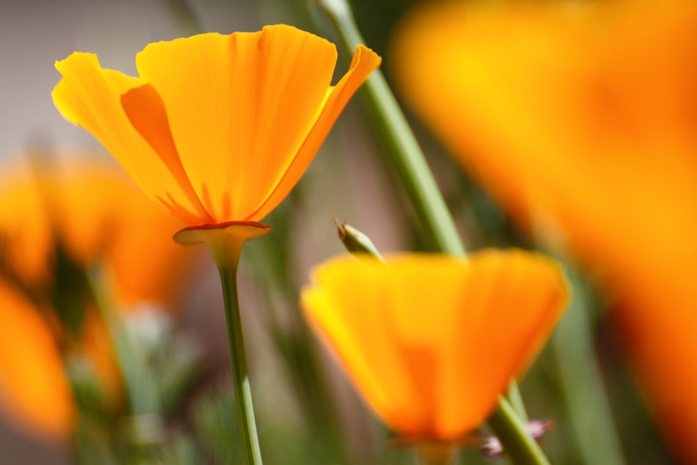 Gelbe Blume in Tilt Shift Linse