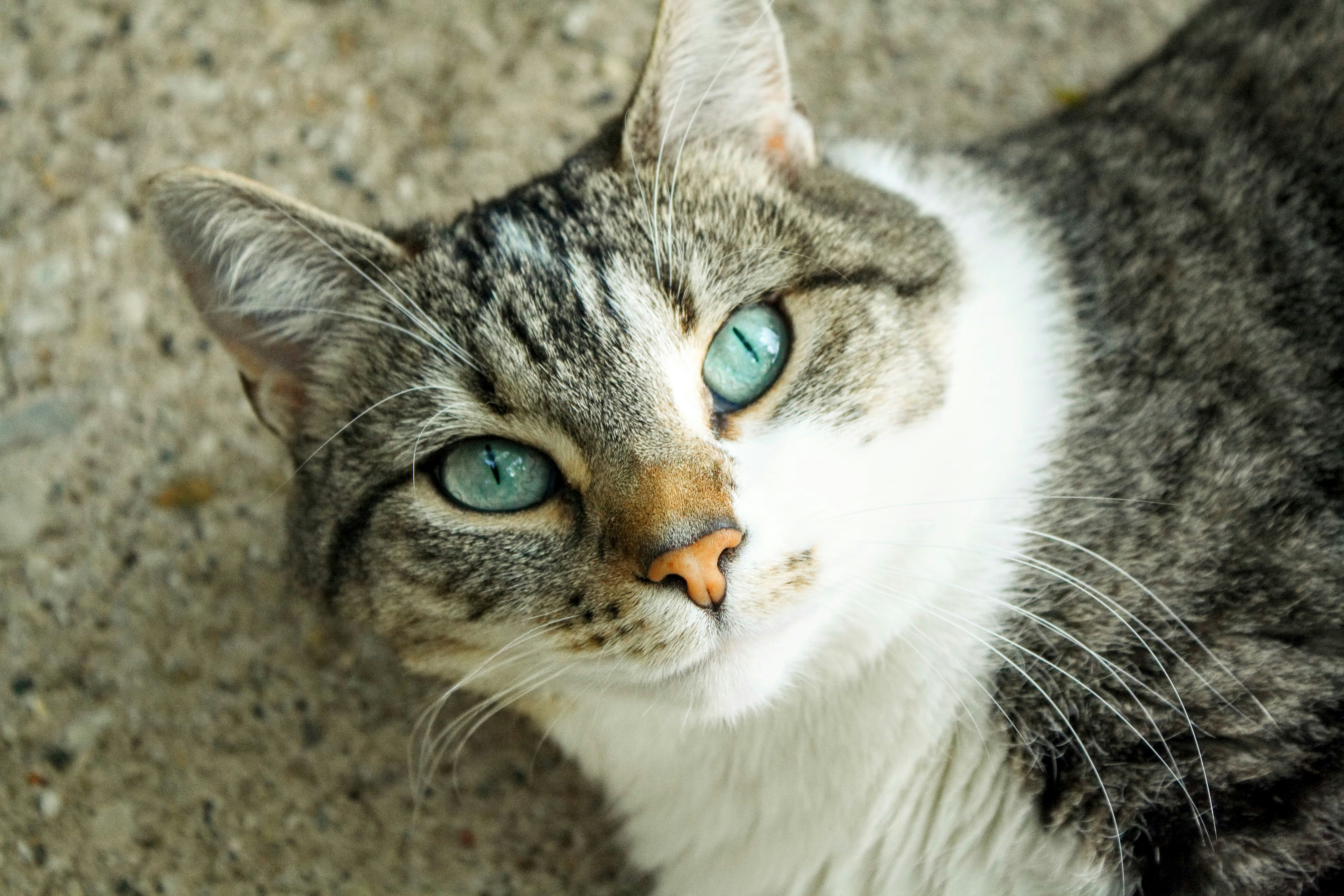 Photo by thelaibaali