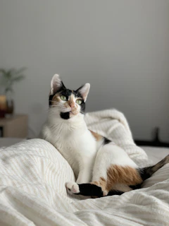 A cozy cat happily sitting next to a clean litter box filled with Calabaza Pets litter.