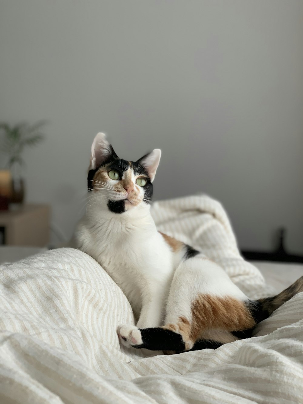 white and black cat on white textile