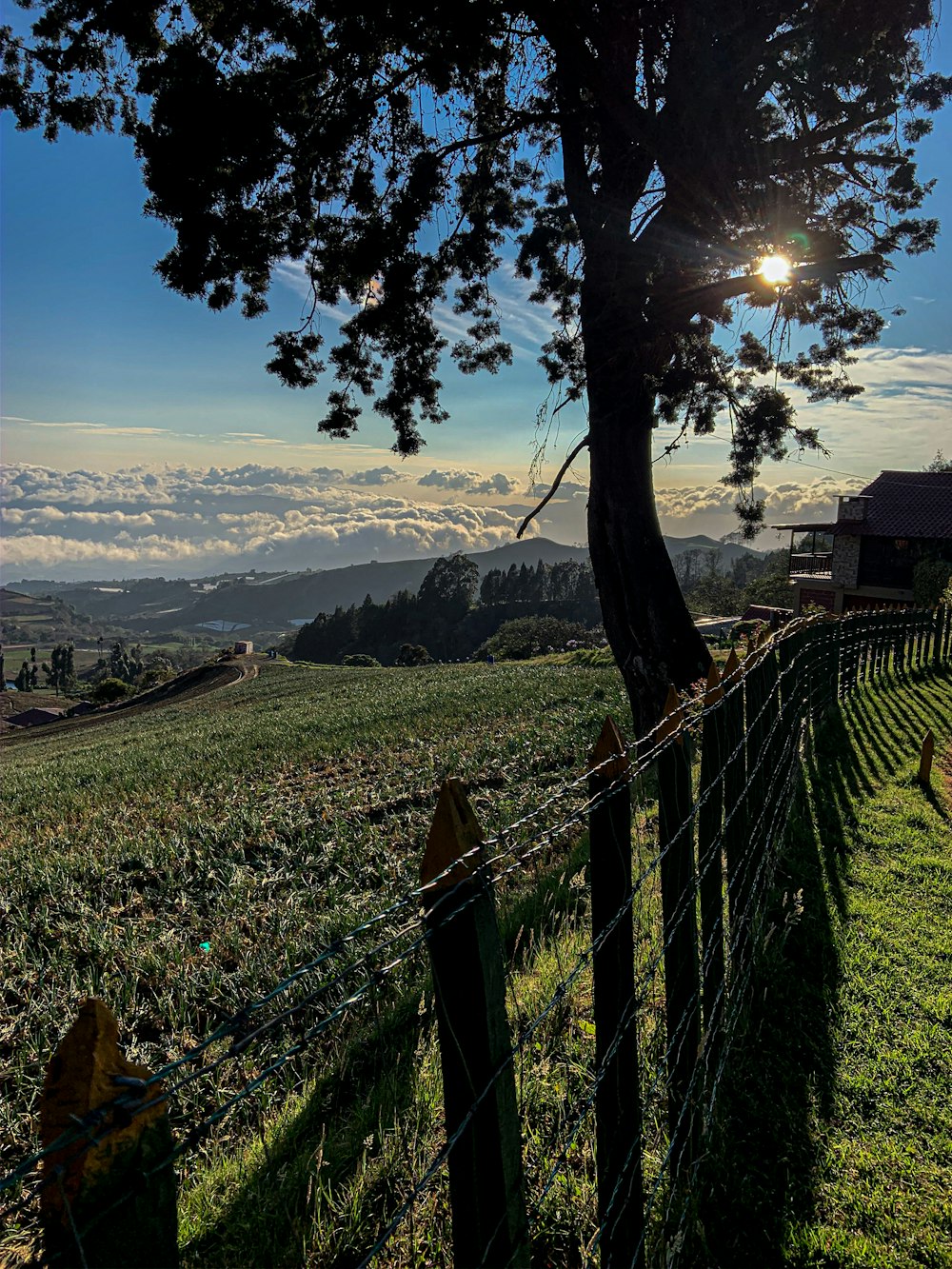 campo di erba verde vicino agli alberi verdi e alla montagna durante il giorno