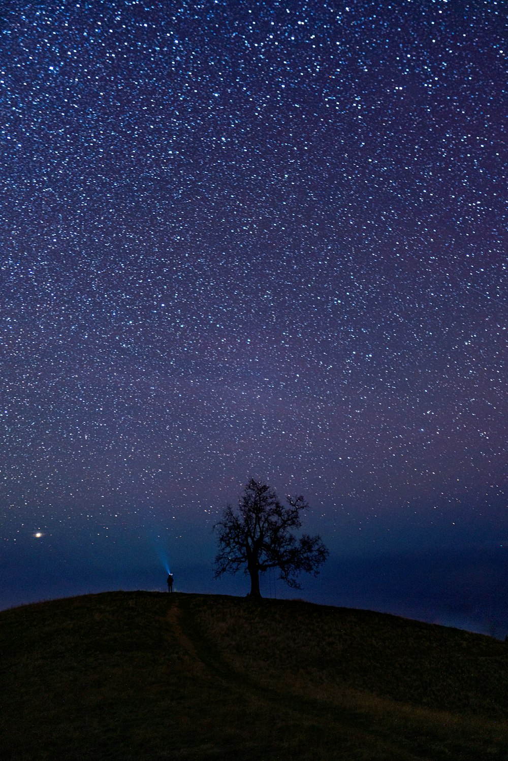 silhouette of trees under starry night