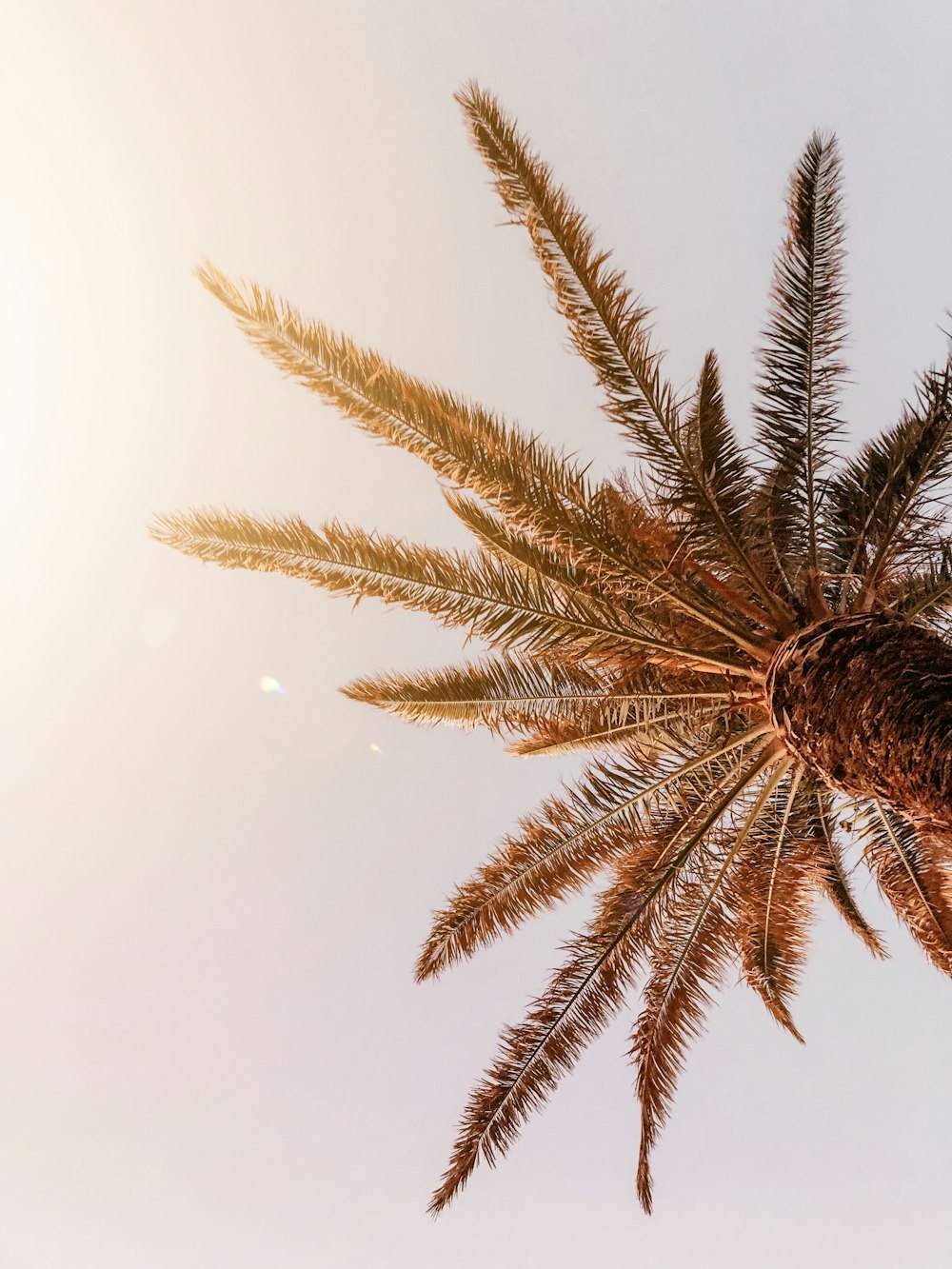 brown palm tree under white sky