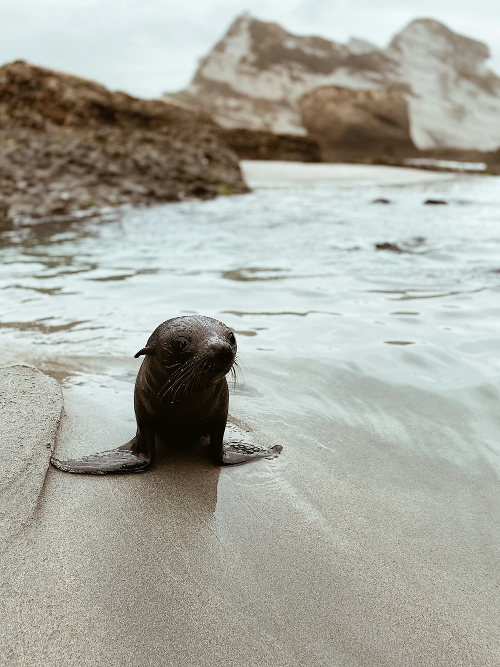 sea lion on gray sand near body of water during daytime