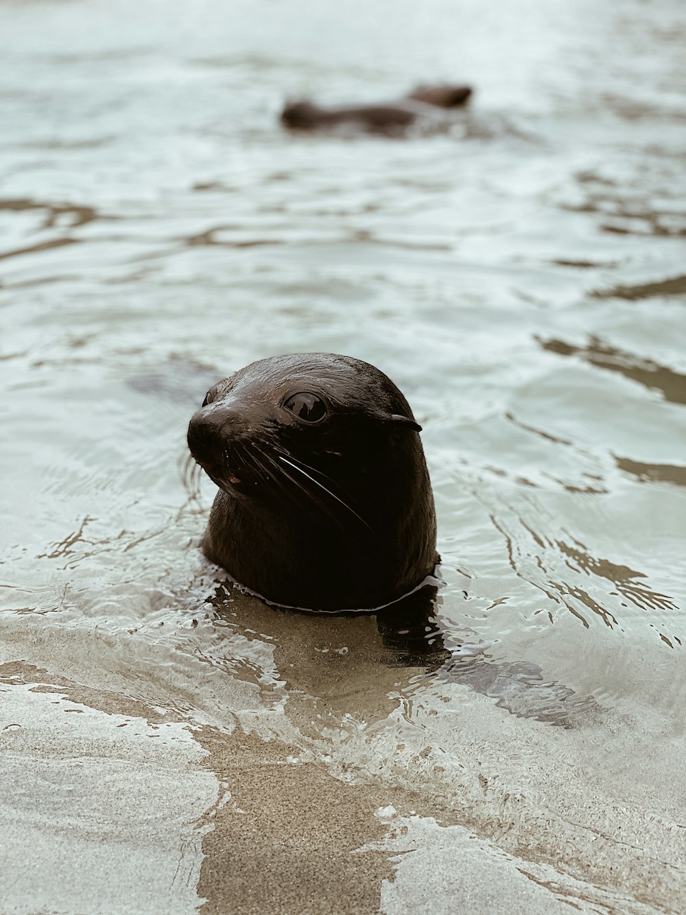 black seal on water during daytime