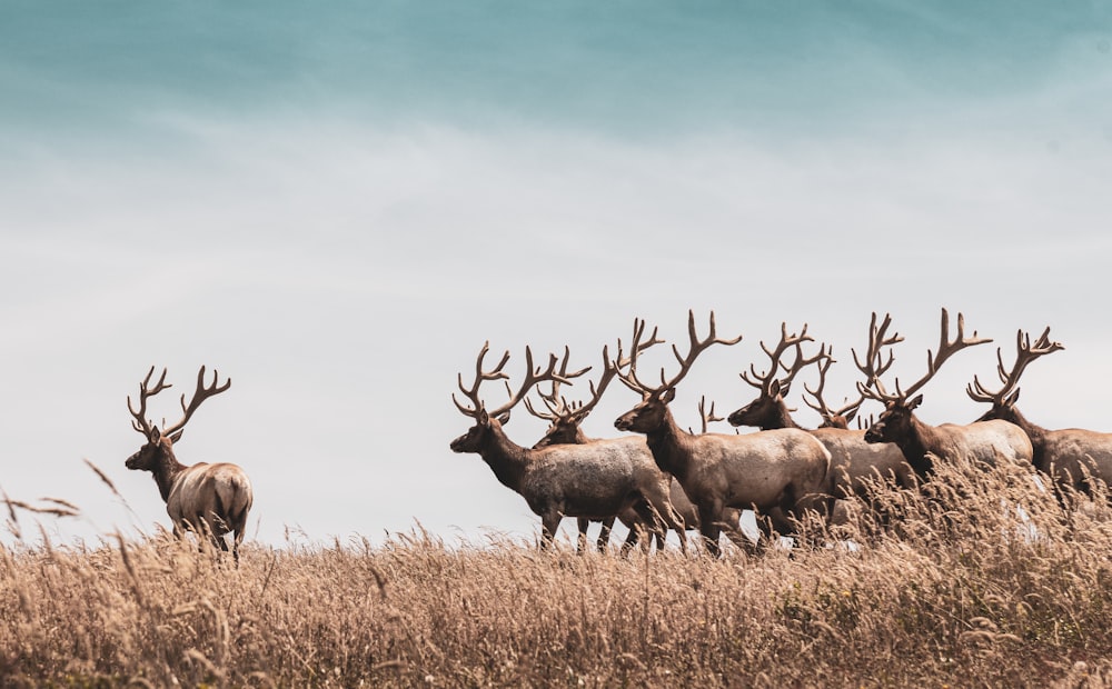 troupeau de cerfs sur un champ d’herbe brune pendant la journée