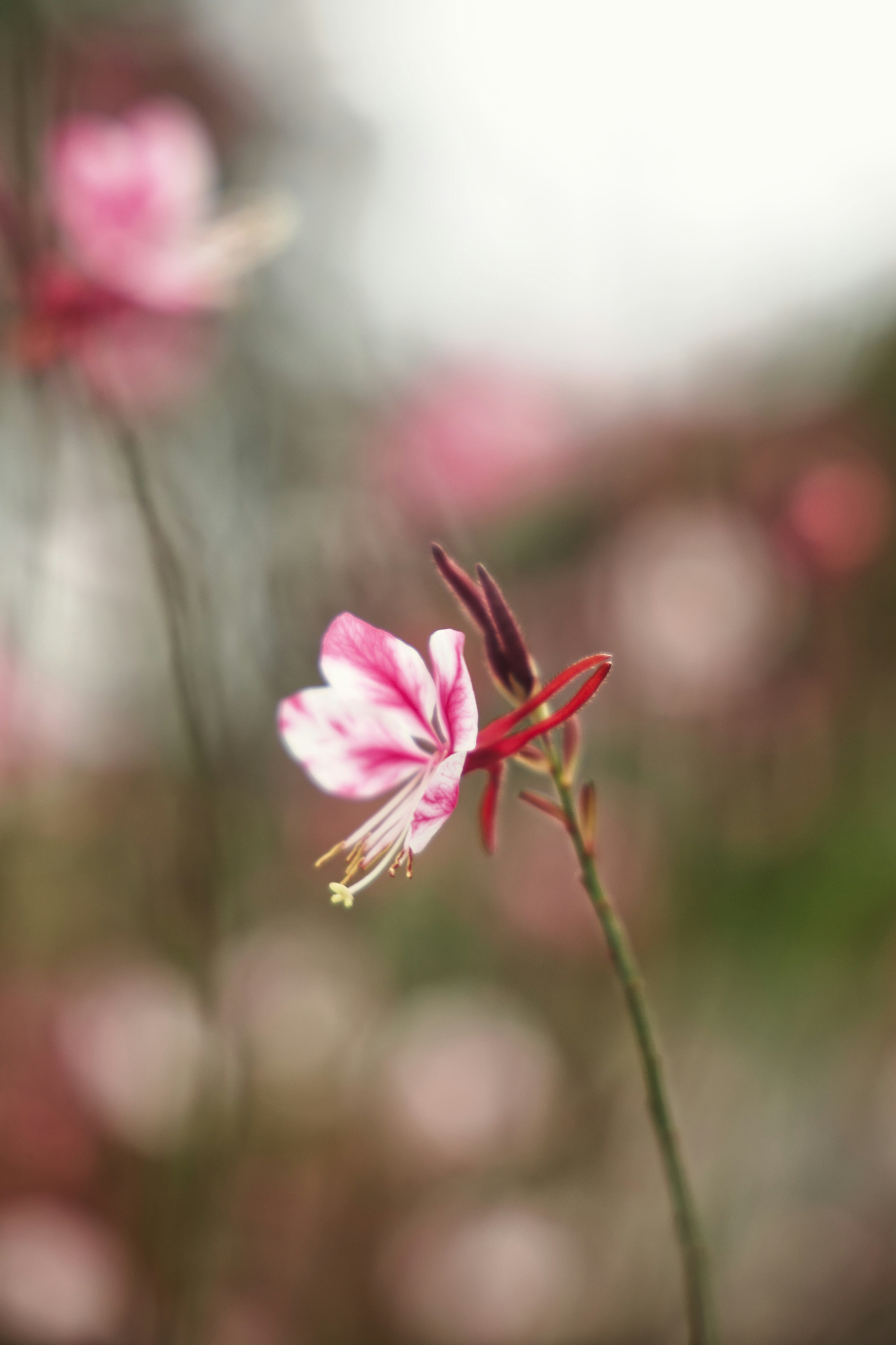 pink flower in tilt shift lens