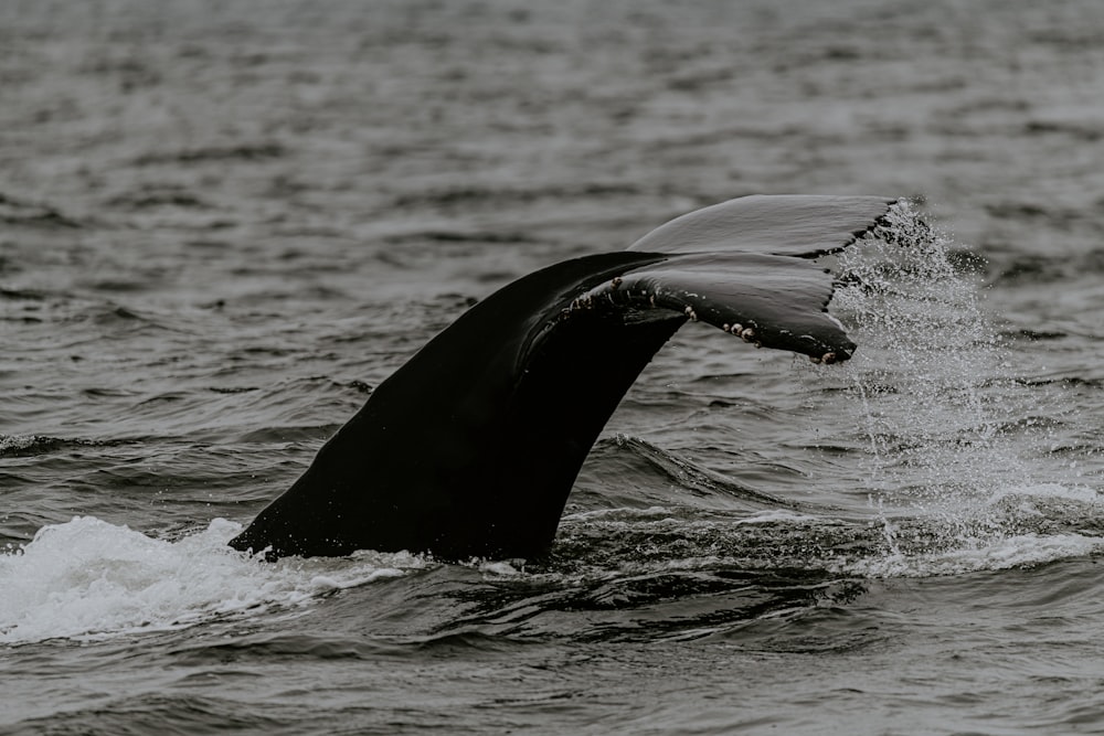 日中の水域の黒いクジラ