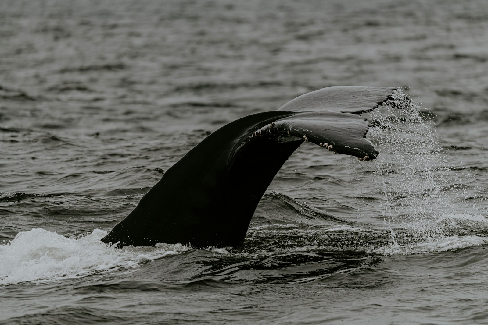 Sigma 150-600mm F5-6.3 DG OS HSM | C sample photo. Black whale on body photography