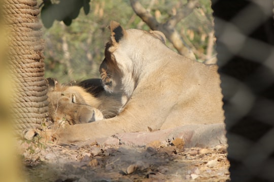 brown lioness lying on brown ground during daytime in Jodhpur India