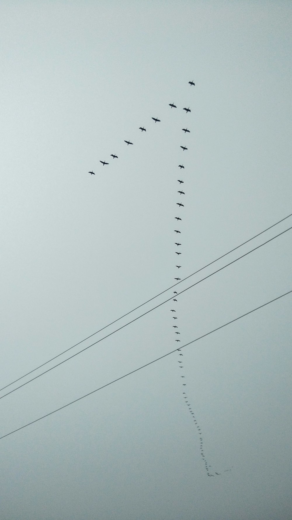 flock of birds flying under blue sky during daytime