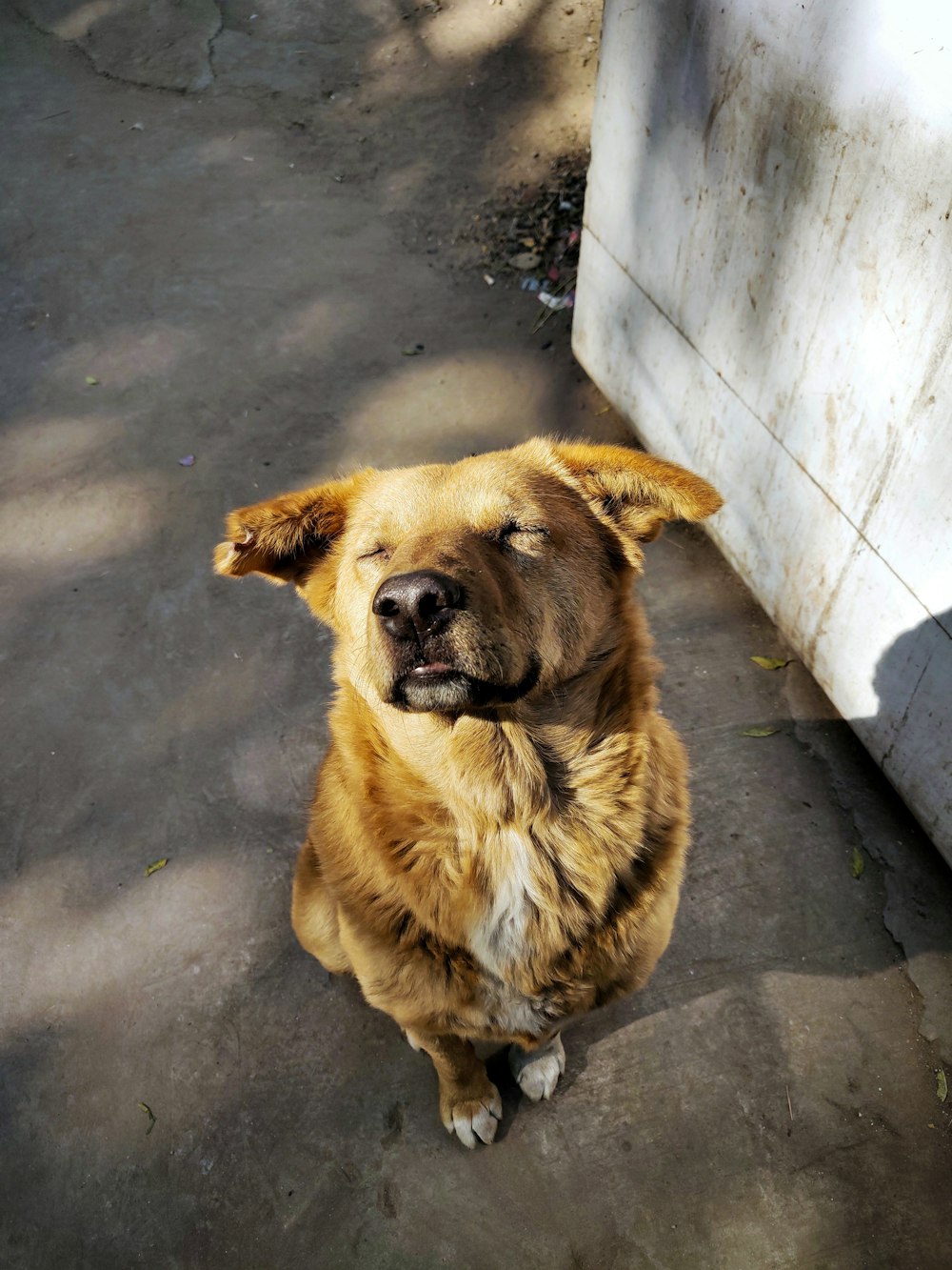 brown short coated dog sitting on gray concrete floor