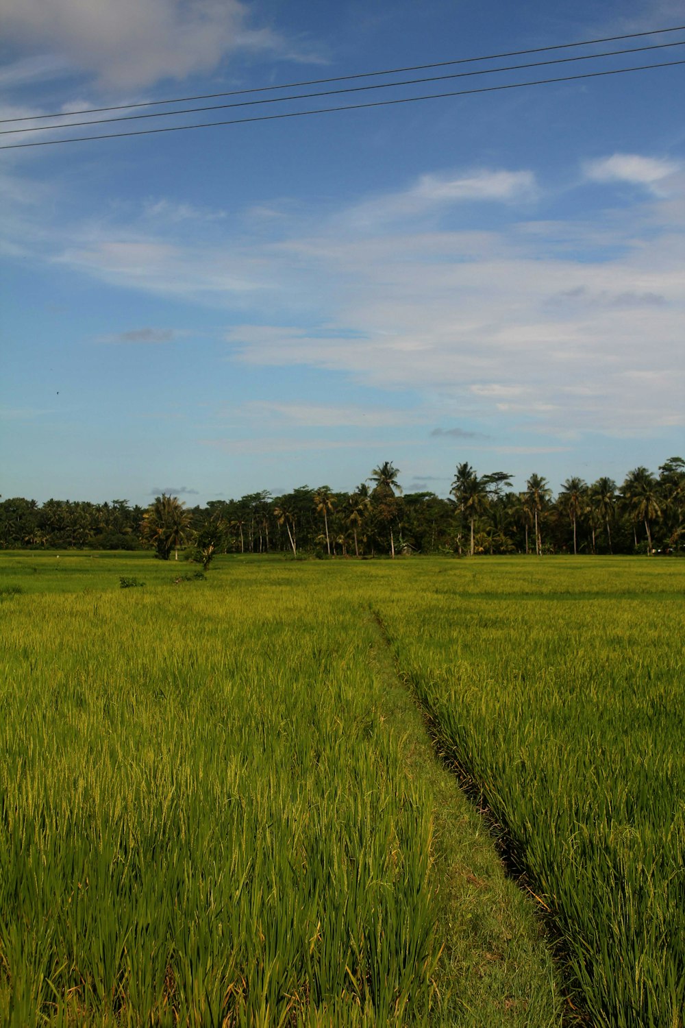 green grass field under blue sky during daytime