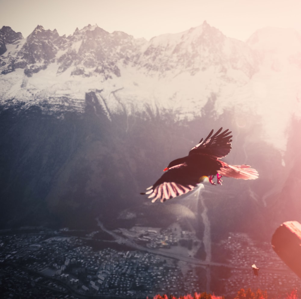 black and white bird flying over the mountain during daytime