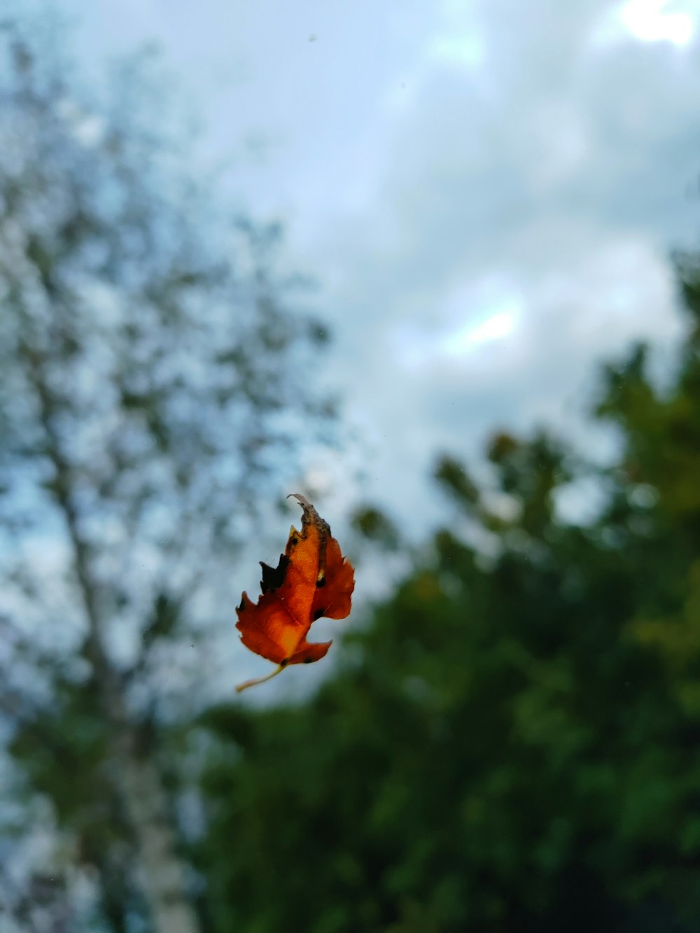 brown leaf on tree branch during daytime