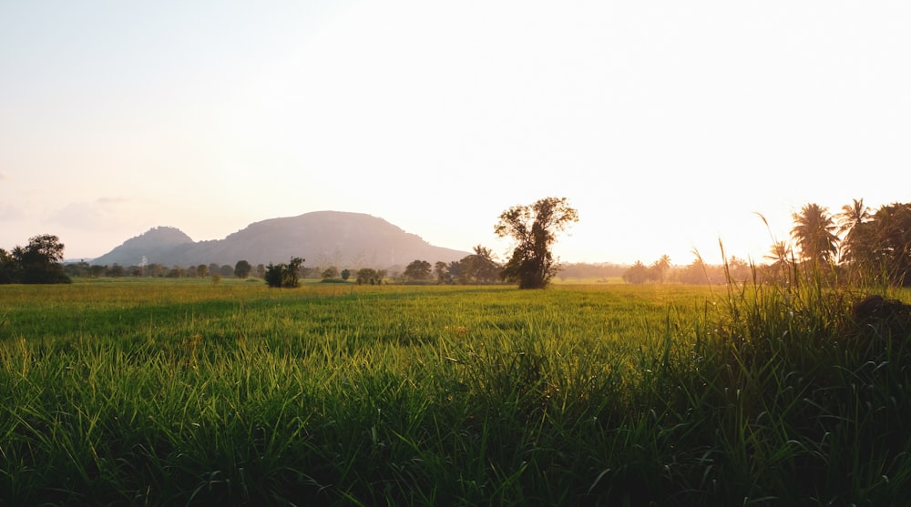 green grass field near green trees during daytime